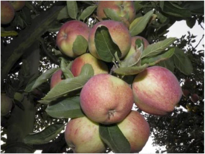 Sidra Carral arbol manzanas.webp